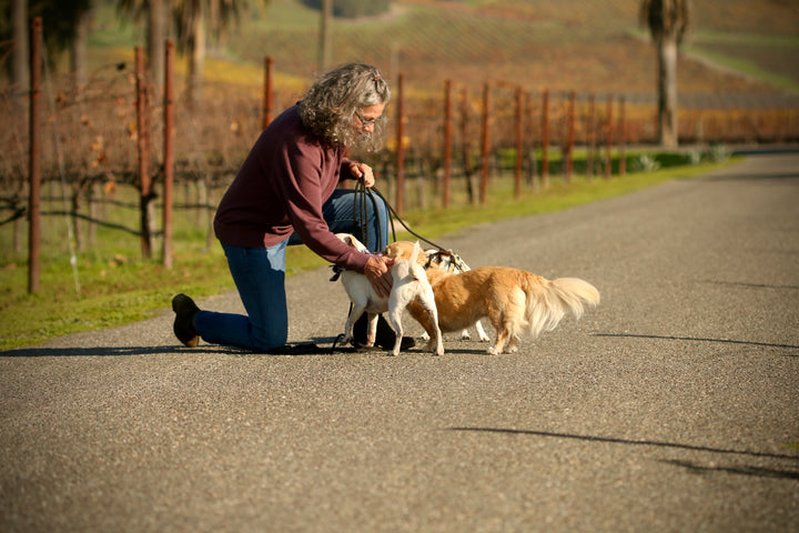 Trust: how to begin creating a baseline feeling of safety for the canine side of the Human-Canine relationship.